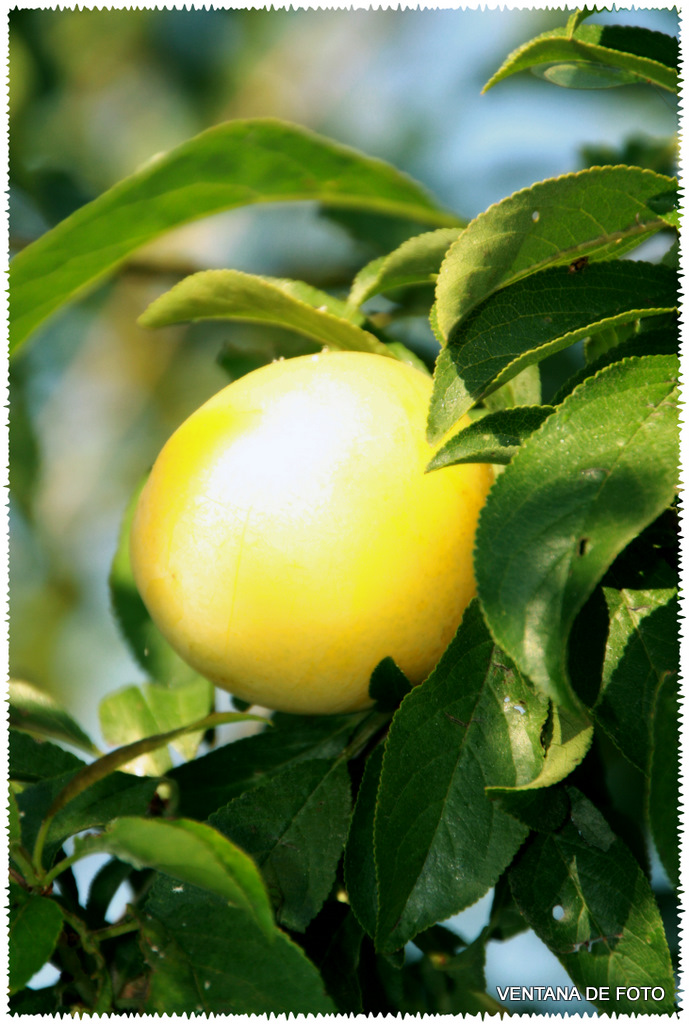 Foto: CIRUELO - Posadas (Córdoba), España