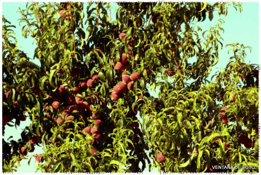 Foto: MELOCOTONERO - Posadas (Córdoba), España