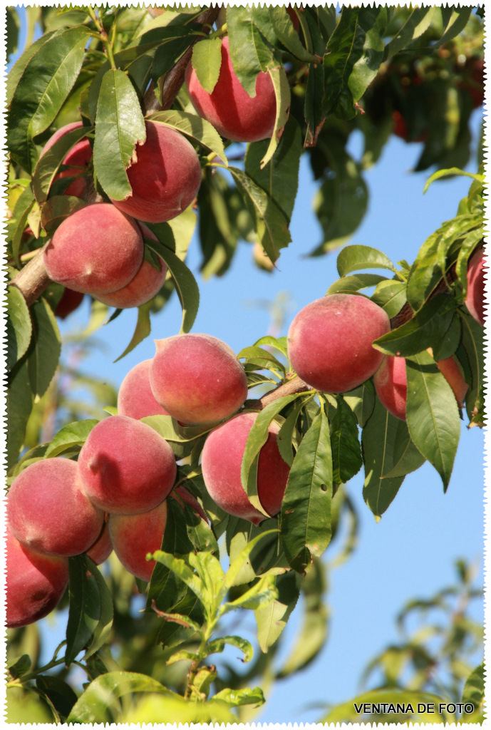 Foto: MELOCOTONERO - Posadas (Córdoba), España