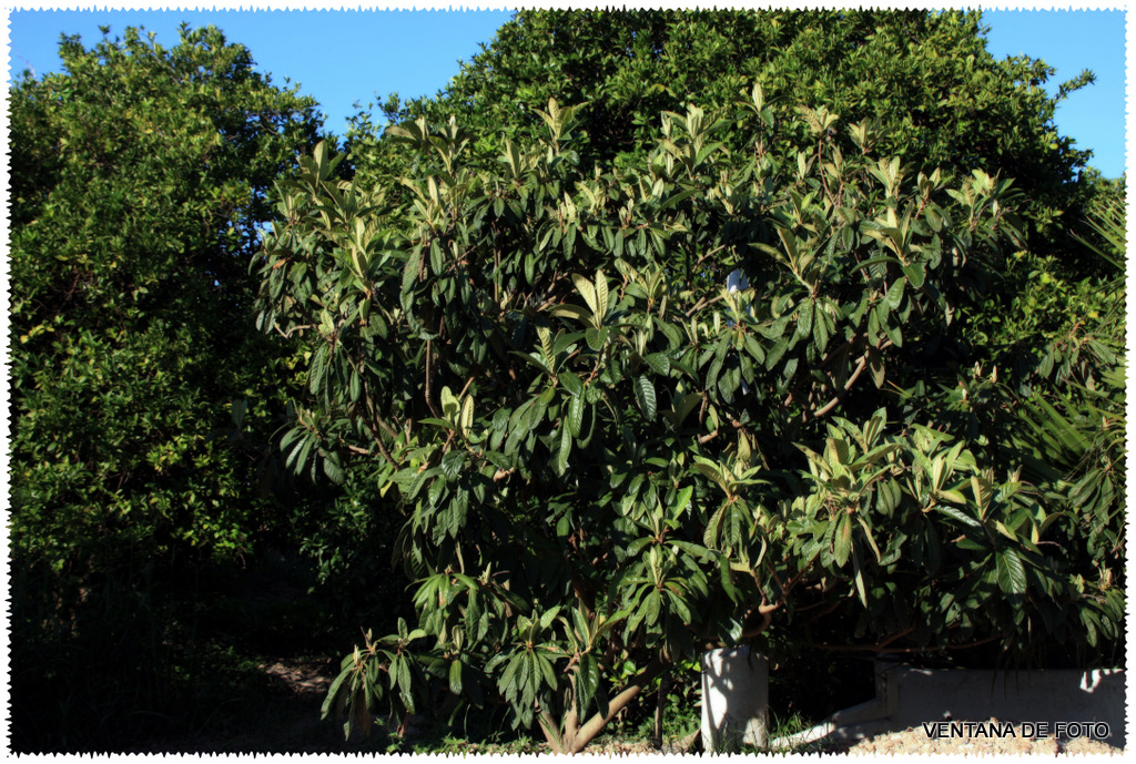 Foto: NARANJO - Posadas (Córdoba), España