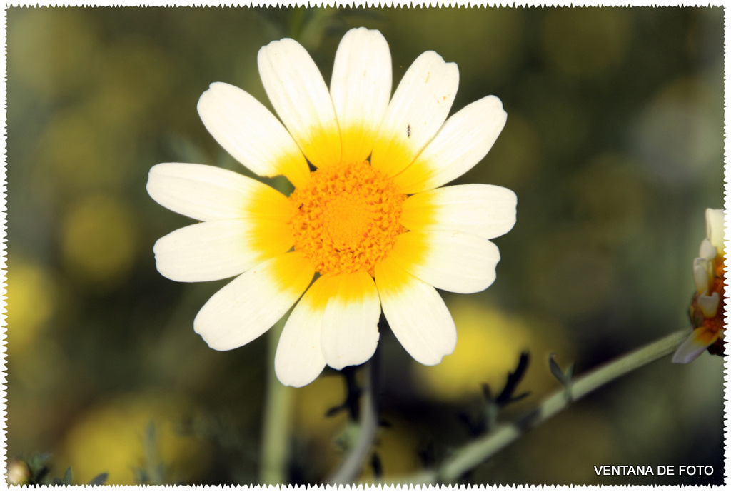 Foto: MARGARITA SILVESTRE - Posadas (Córdoba), España