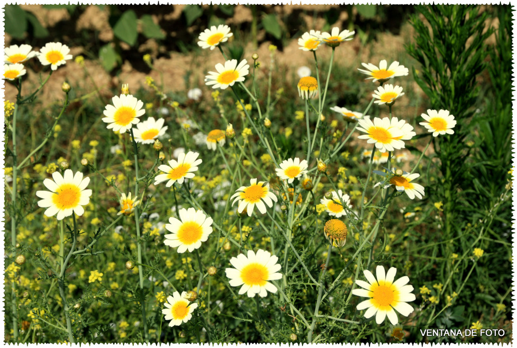 Foto: MARGARITAS - Posadas (Córdoba), España