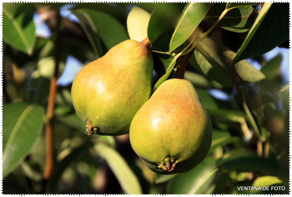 Foto: PERAL - Posadas (Córdoba), España