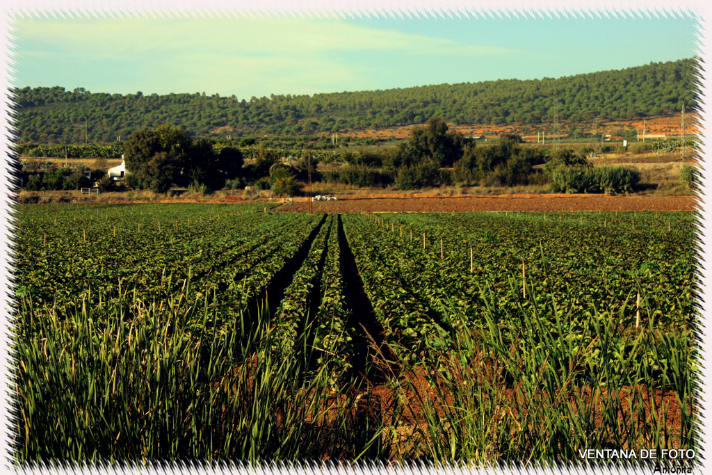 Foto: CAMPO DE LECHUGAS - Posadas (Córdoba), España