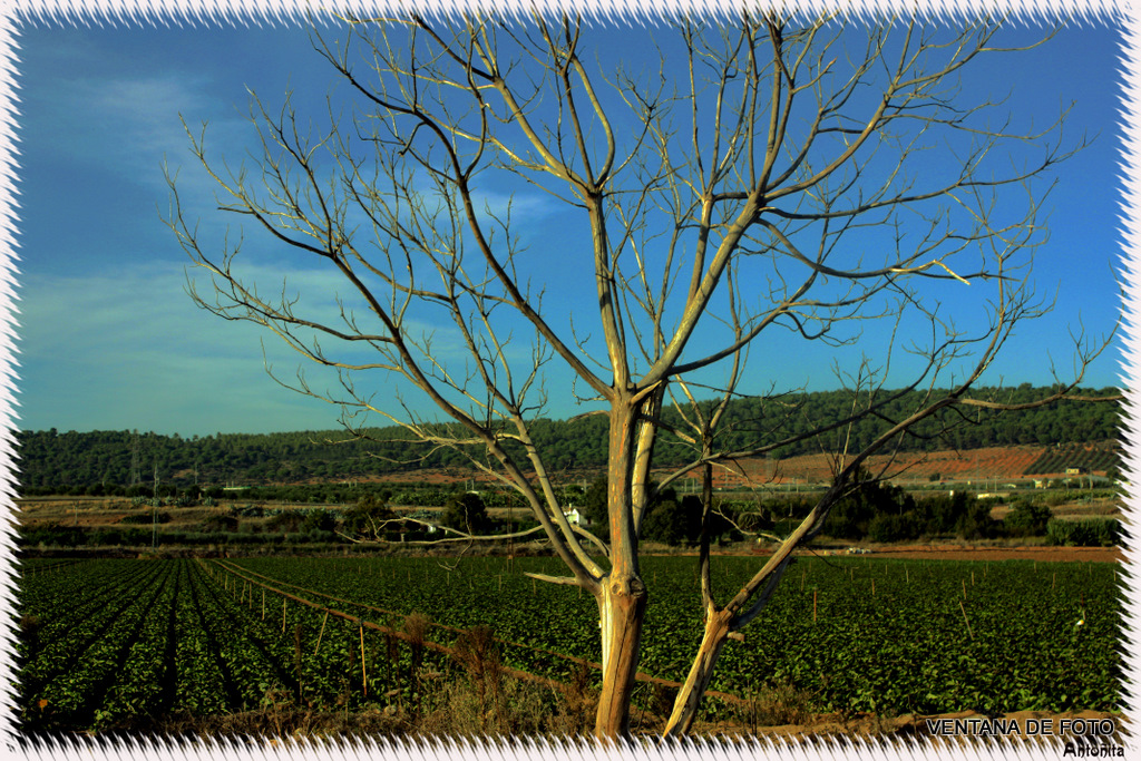 Foto: CAMPO DE LECHUGAS - Posadas (Córdoba), España