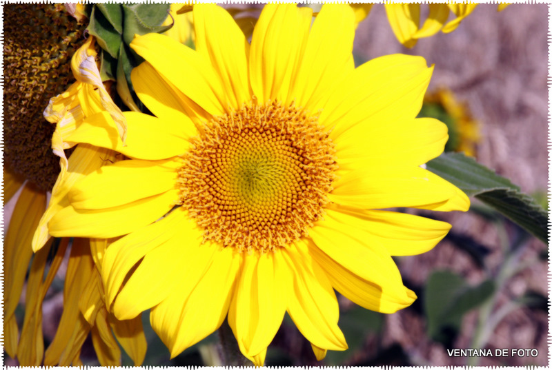 Foto: Girasoles - Posadas (Córdoba), España
