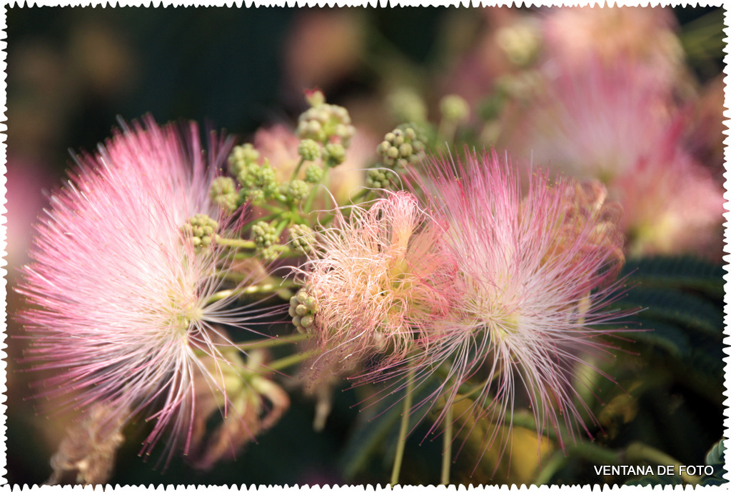 Foto: Florecen Los Árboles - Posadas (Córdoba), España