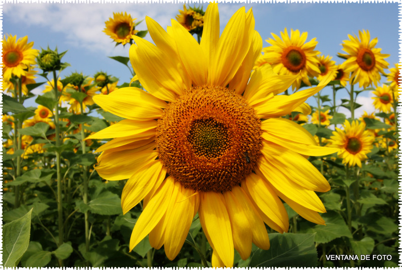 Foto: Girasoles - Posadas (Córdoba), España