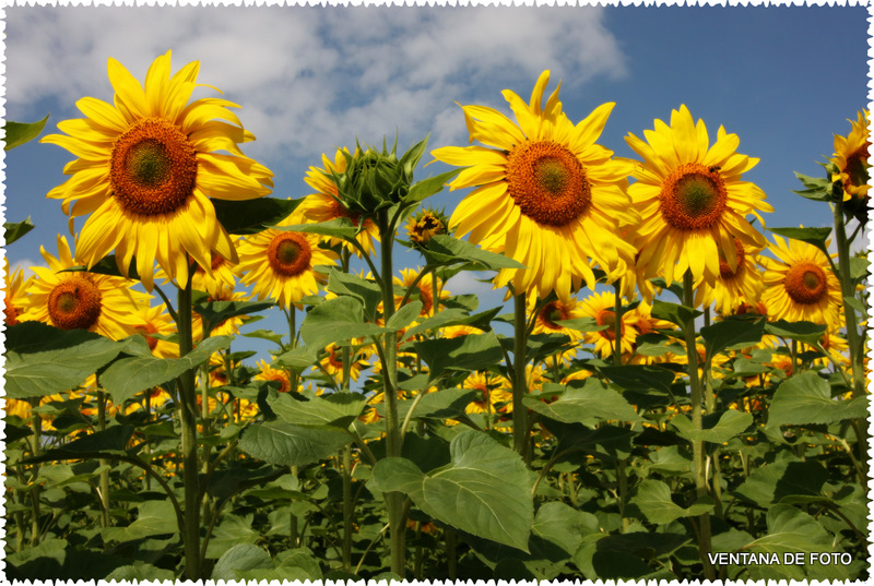 Foto: Girasoles - Posadas (Córdoba), España
