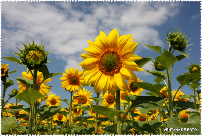 Foto: Girasoles - Posadas (Córdoba), España