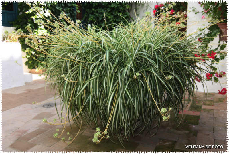 Foto: PALACIO DE VIANA - Córdoba (Andalucía), España