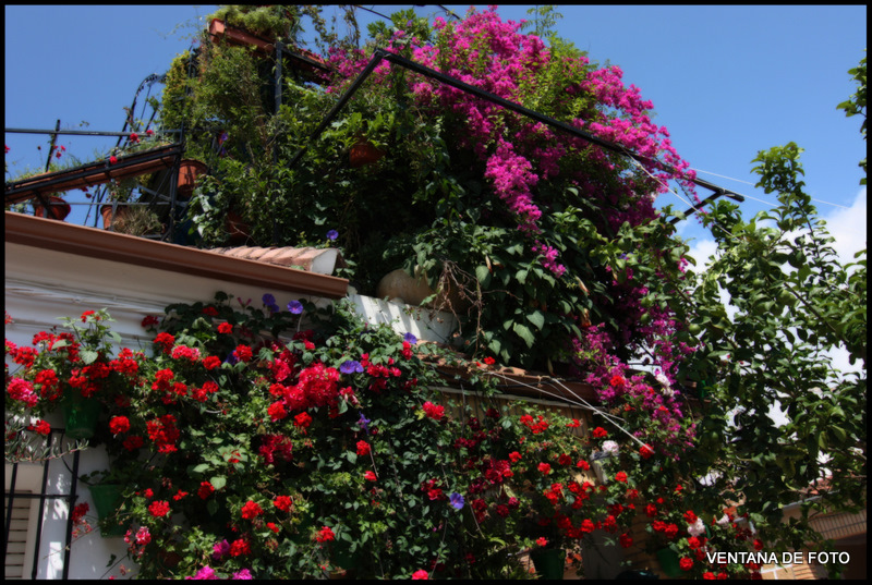 Foto: BARRIO DEL PILAR-FACHADA CON MACETAS - Posadas (Córdoba), España