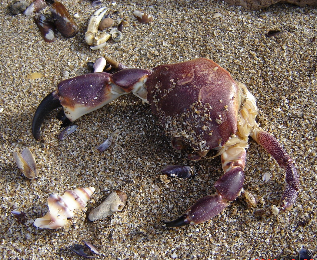 Foto de Santa Clara del Mar (Buenos Aires), Argentina