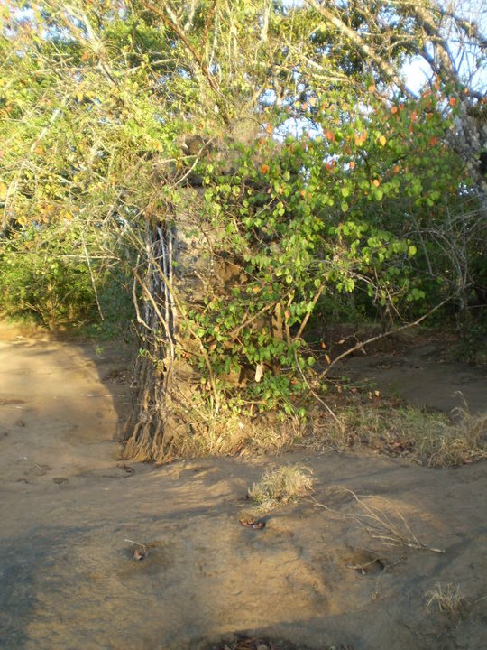 Foto: Antiguo Puente Sobre el Rio San Pedro - San Pedro del Espino (Veraguas), Panamá