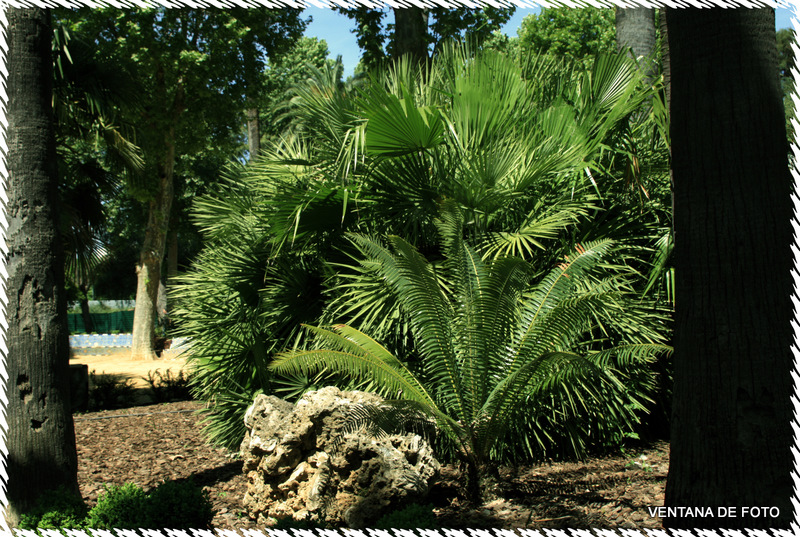 Foto: ALCAZAR DE LOS REYES CRISTIANOS - Córdoba (Andalucía), España