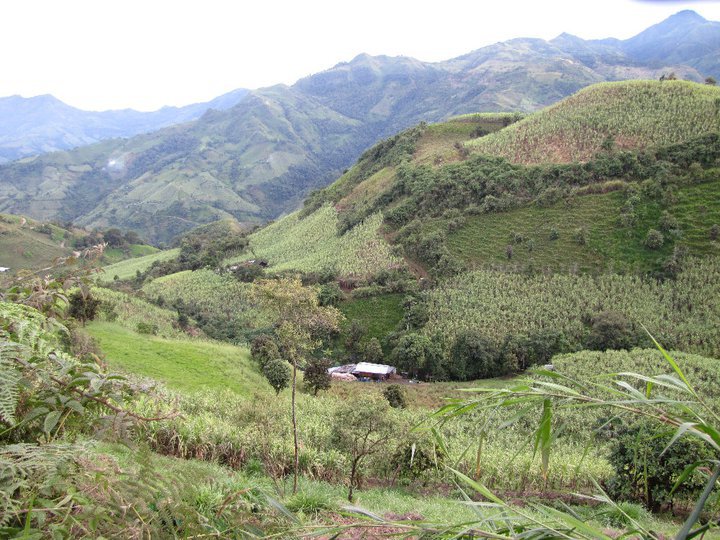 Foto: Nuestros Cañaverales - El corazon (Cotopaxi), Ecuador