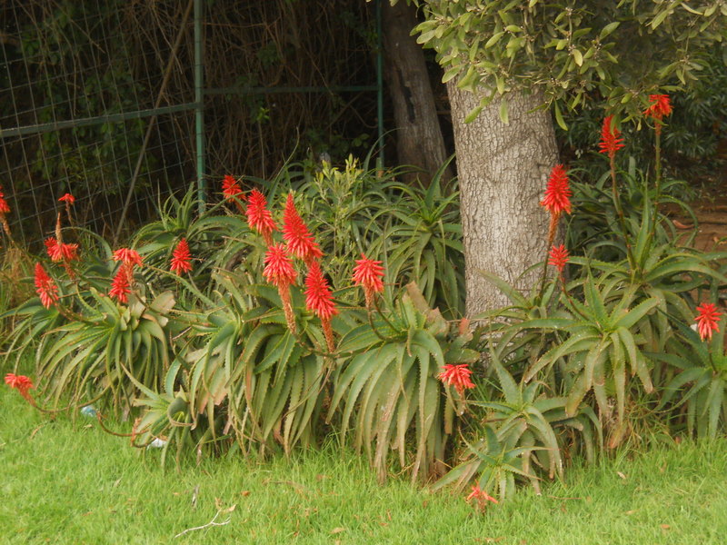 Foto: laguna sausalito - Viña Del Mar (Valparaíso), Chile