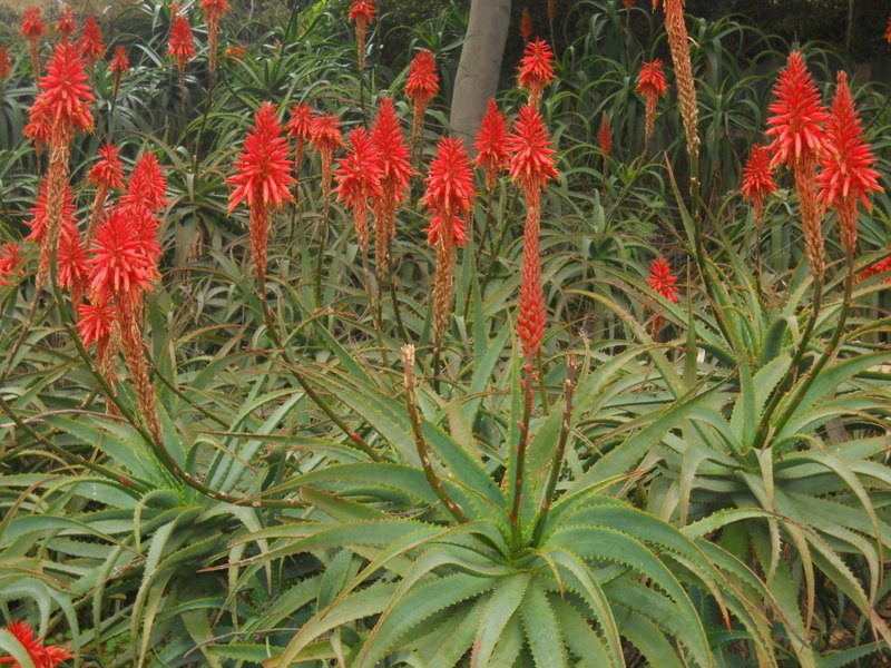 Foto: laguna sausalito - Viña Del Mar (Valparaíso), Chile