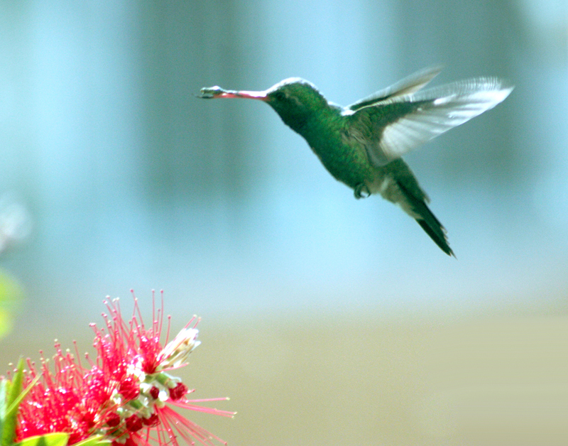 Foto: ESMERALDA DE SALVIN - Puebla, México