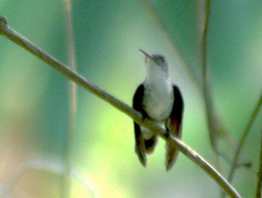 Foto: AMAZILIA  CANDIDA - Palenque (Chiapas), México