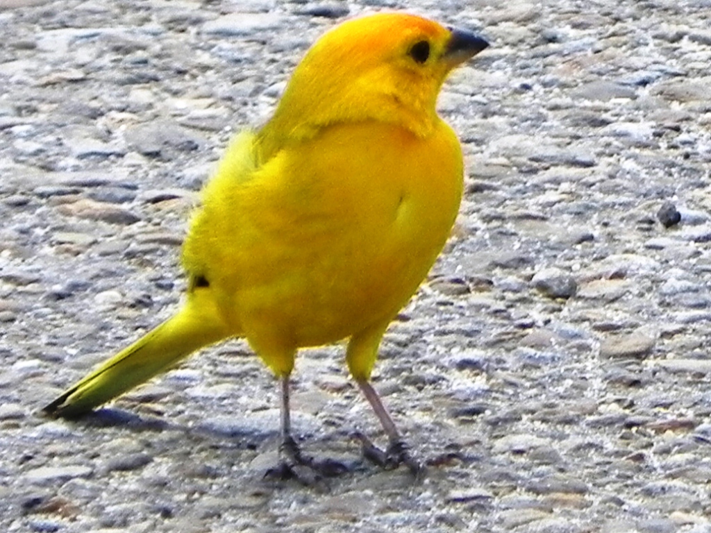 Foto: Canario - Tauramena (Casanare), Colombia