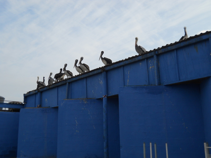 Foto: antofagasta - Antofagasta, Chile