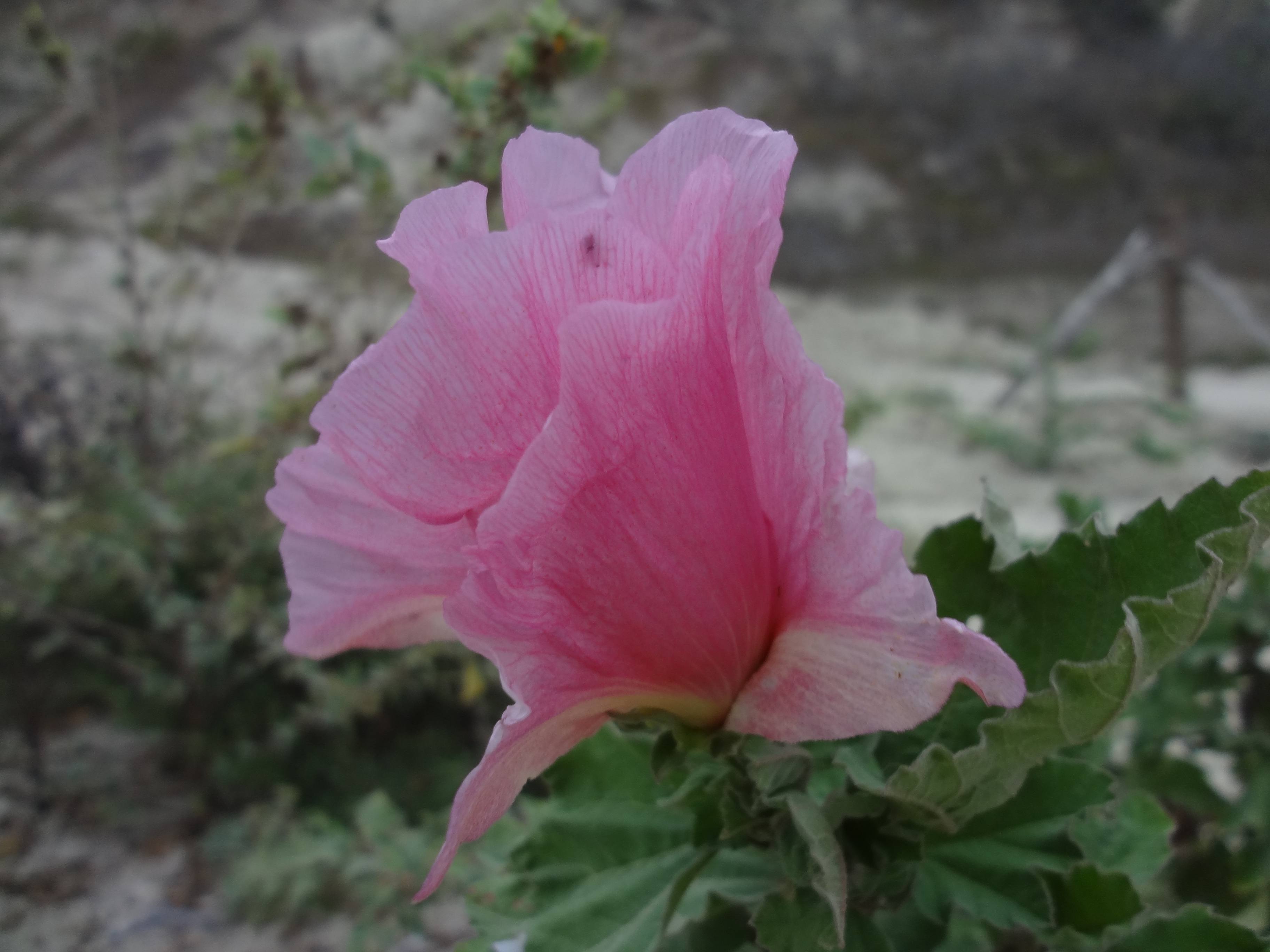 Foto: Flor endémica - Crucita (Manabí), Ecuador