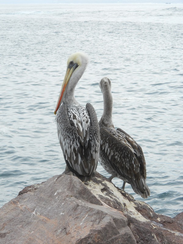 Foto: antofagasta - Antofagasta, Chile