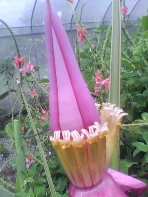 Foto: Platanilla - Alto de Quebradilla (Cartago), Costa Rica