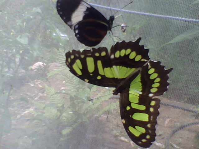 Foto: Siproeta Estelenes - Alto De Quebradilla (Cartago), Costa Rica