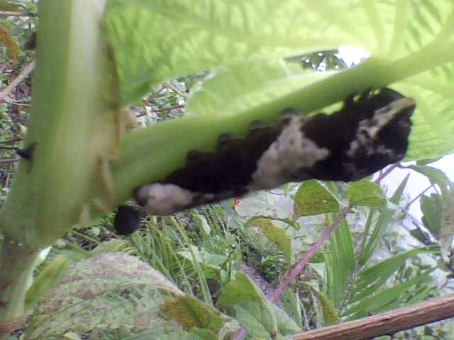 Foto: Larva de Papilio - Alto de Quebradilla (Cartago), Costa Rica