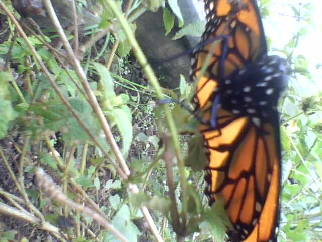 Foto: Danaus Plexiphus - Alto de Quebradilla (Cartago), Costa Rica
