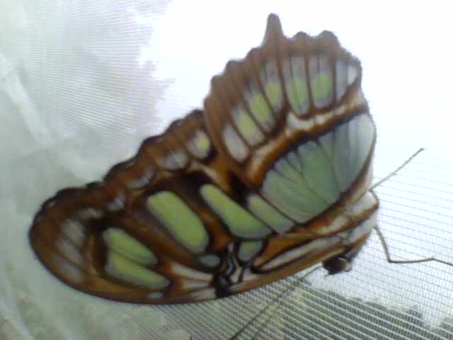 Foto: Siproesta estelenes - Alto de Quebradilla (Cartago), Costa Rica