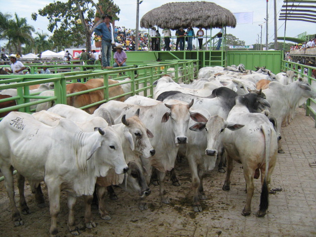 Foto: Corral - Villavo (Boyacá), Colombia