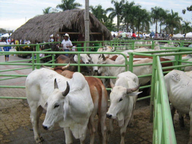 Foto: Corral - Villavo (Boyacá), Colombia
