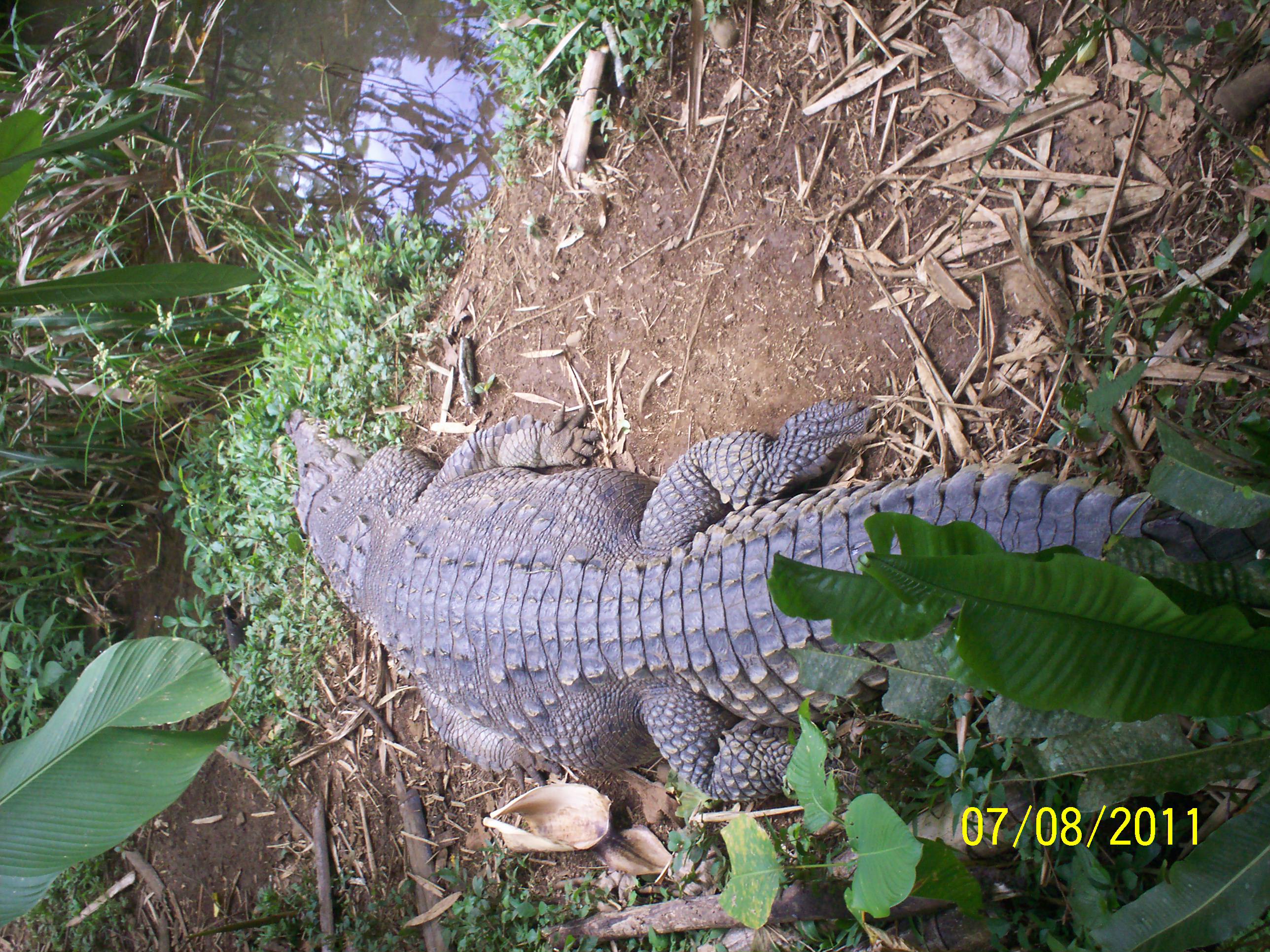 Foto: Cocodrilo (Crocodylus acutus) - San Carlos (La Marina) (Alajuela), Costa Rica