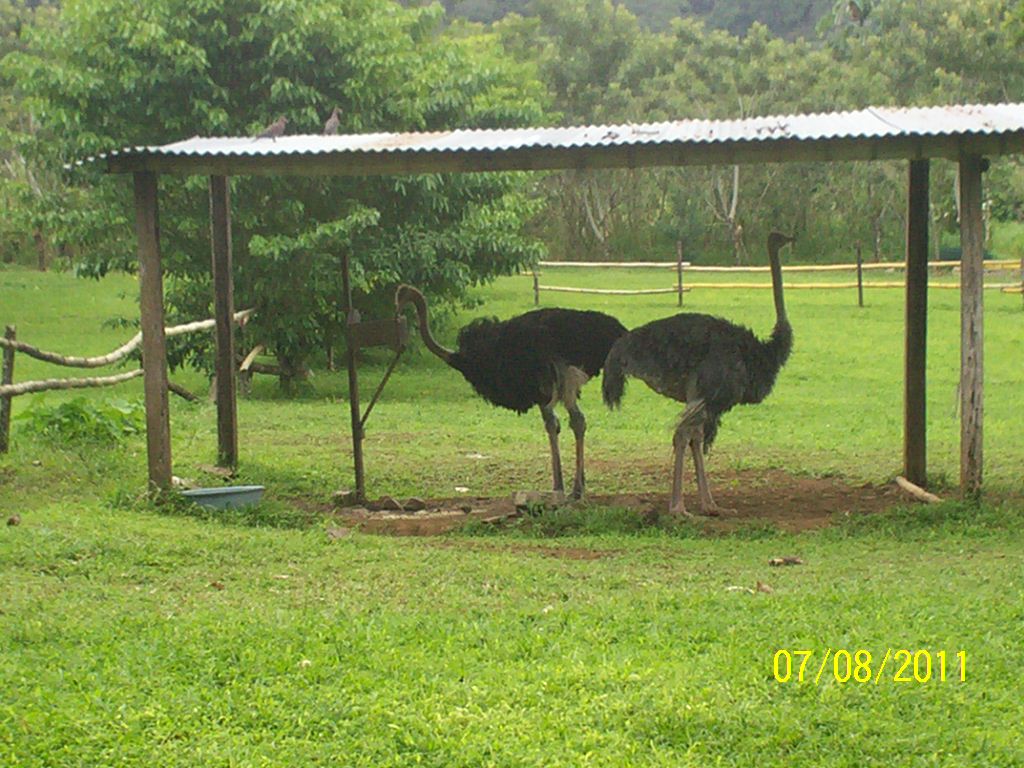 Foto: Struthio camelus (AVESTRUZ) - San Carlos (La Marina) (Alajuela), Costa Rica