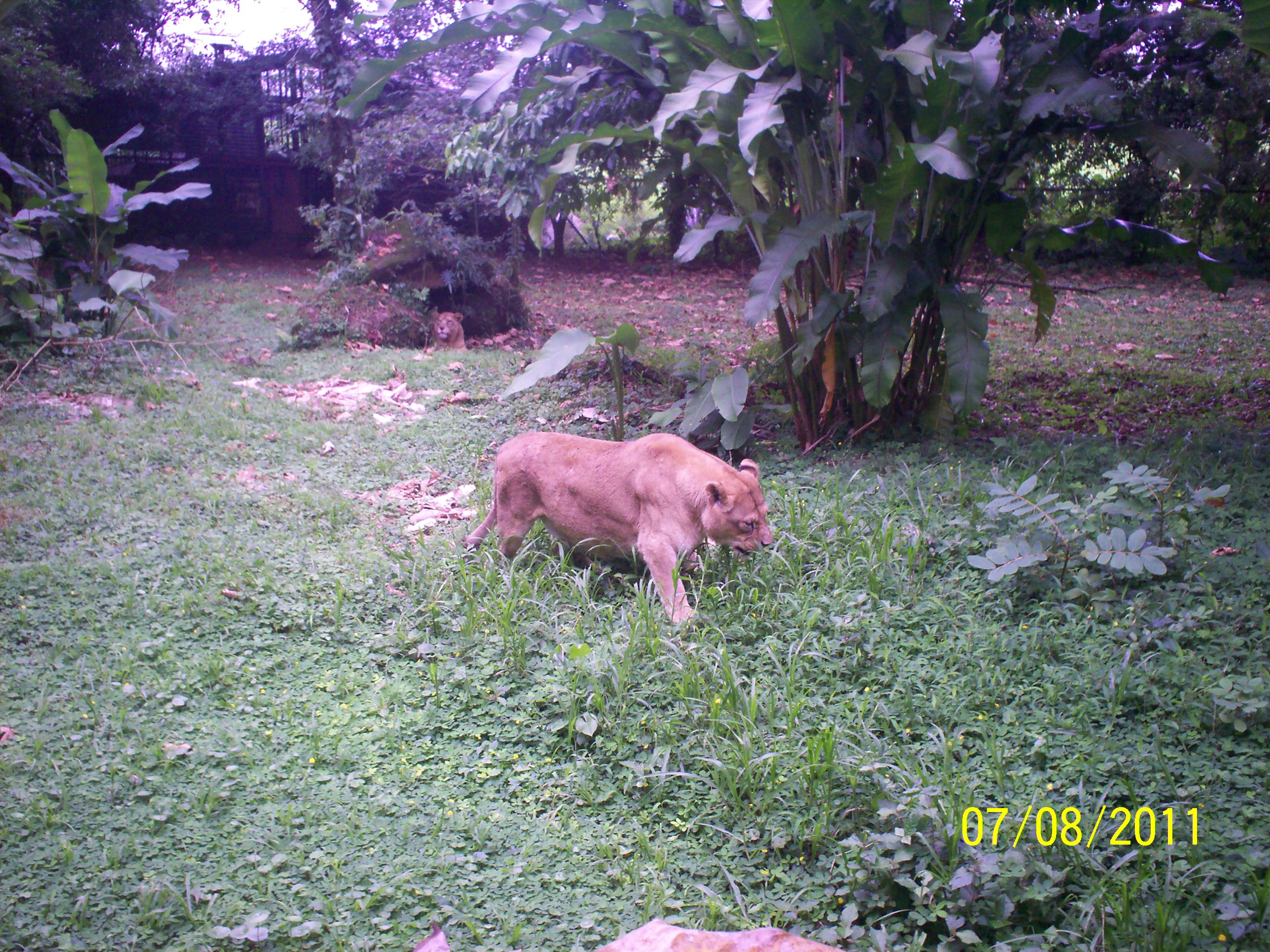 Foto: LEON Nombre Binomial: Panthera leo - San Carlos (La Marina) (Alajuela), Costa Rica