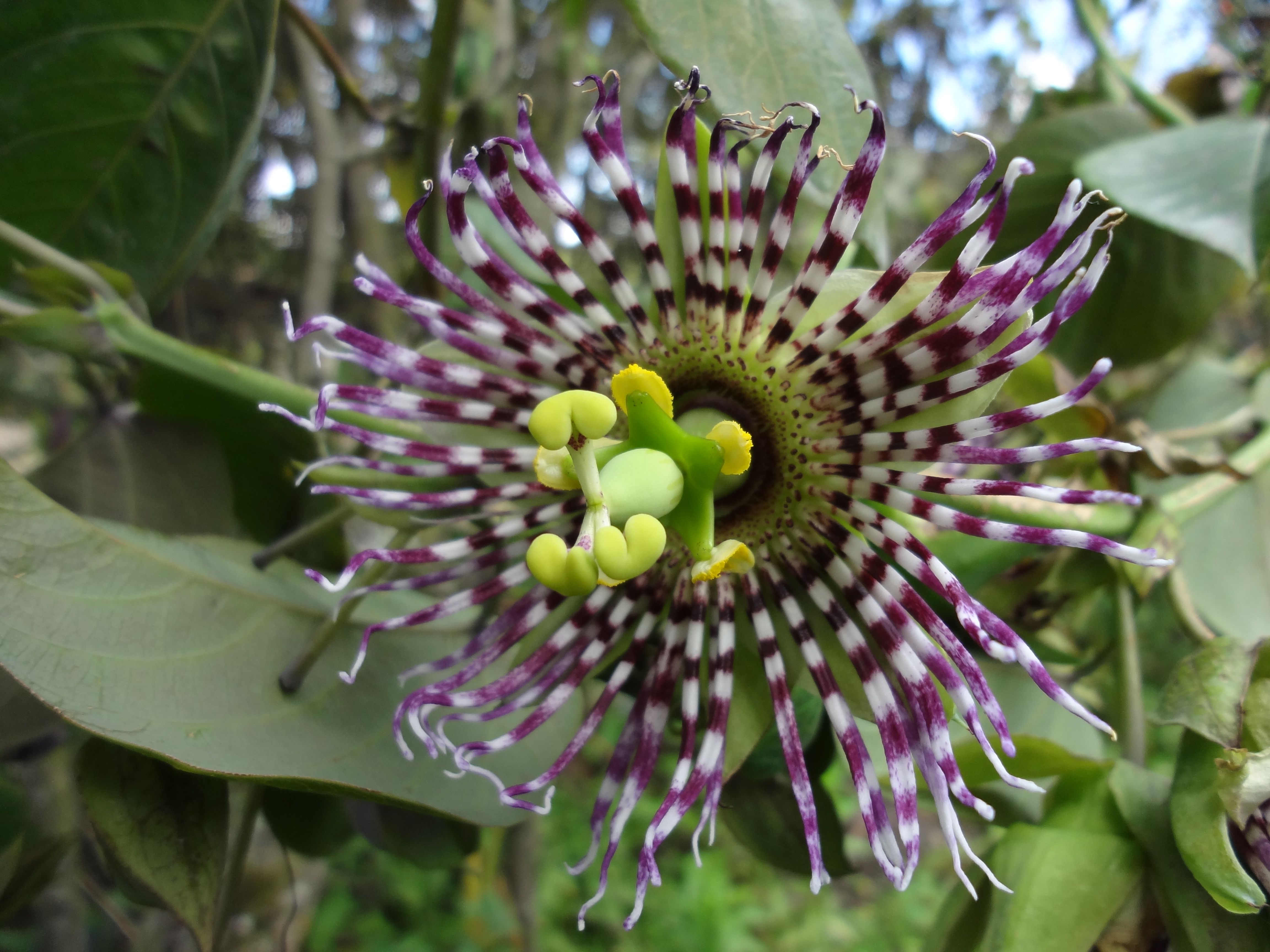 Foto: flor de granadilla - Bayushig (Chimborazo), Ecuador
