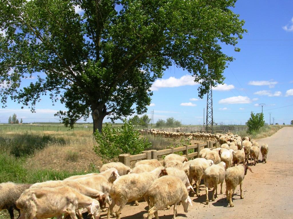 Foto: RECOGIENDO LAS OVEJAS - Zuares Del Pàramo (León), España