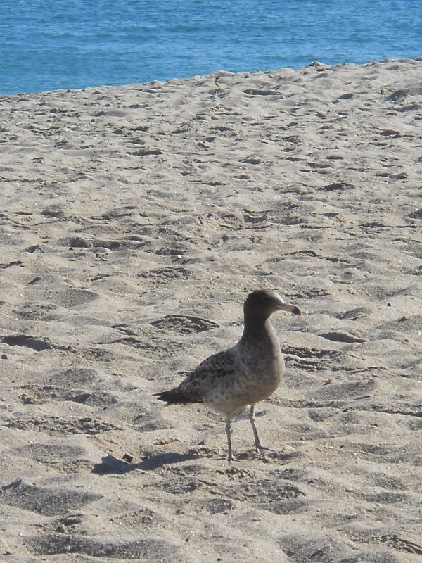 Foto: Antofagasta - Antofagasta, Chile