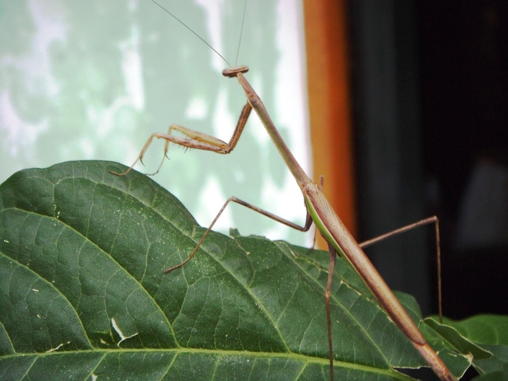 Foto de Tapachula (Chiapas), México