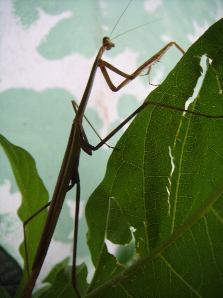 Foto de Tapachula (Chiapas), México