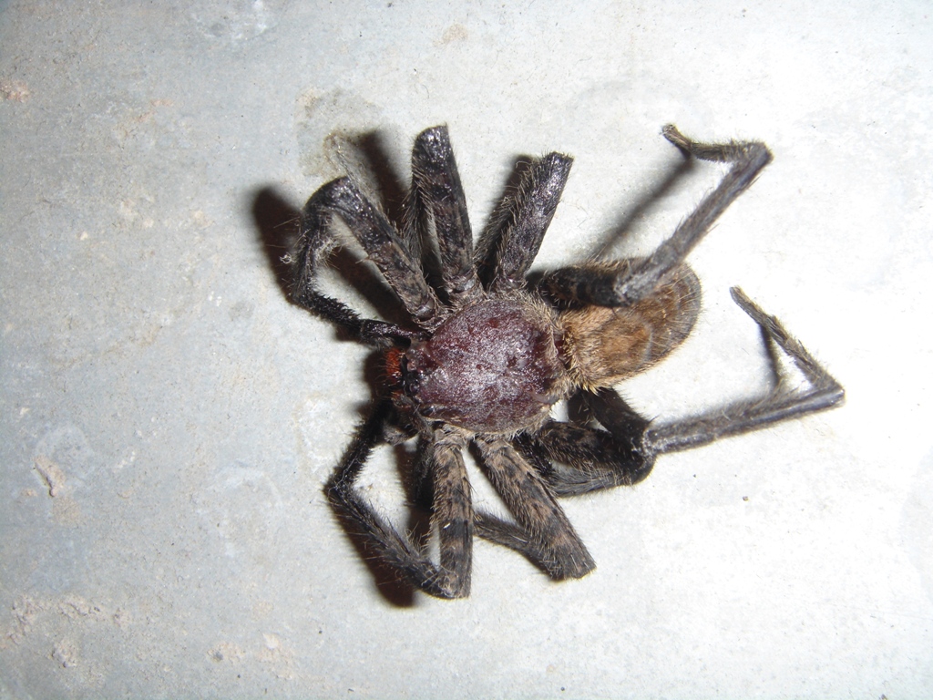 Foto de Tapachula (Chiapas), México