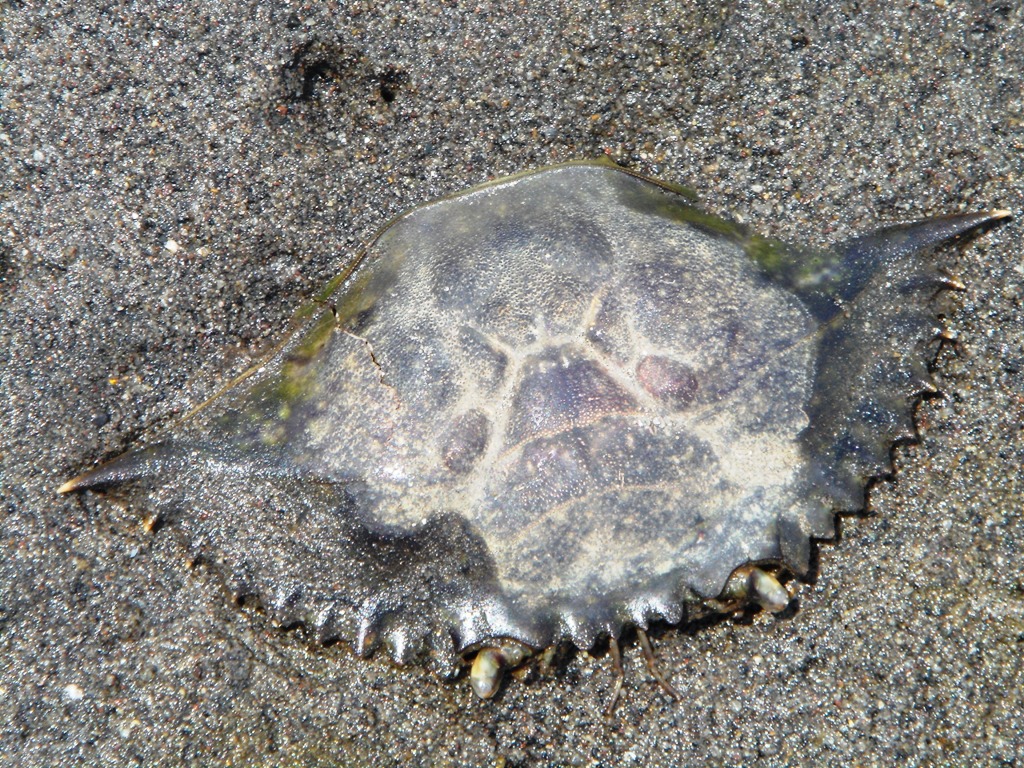 Foto de Barra San José (Chiapas), México