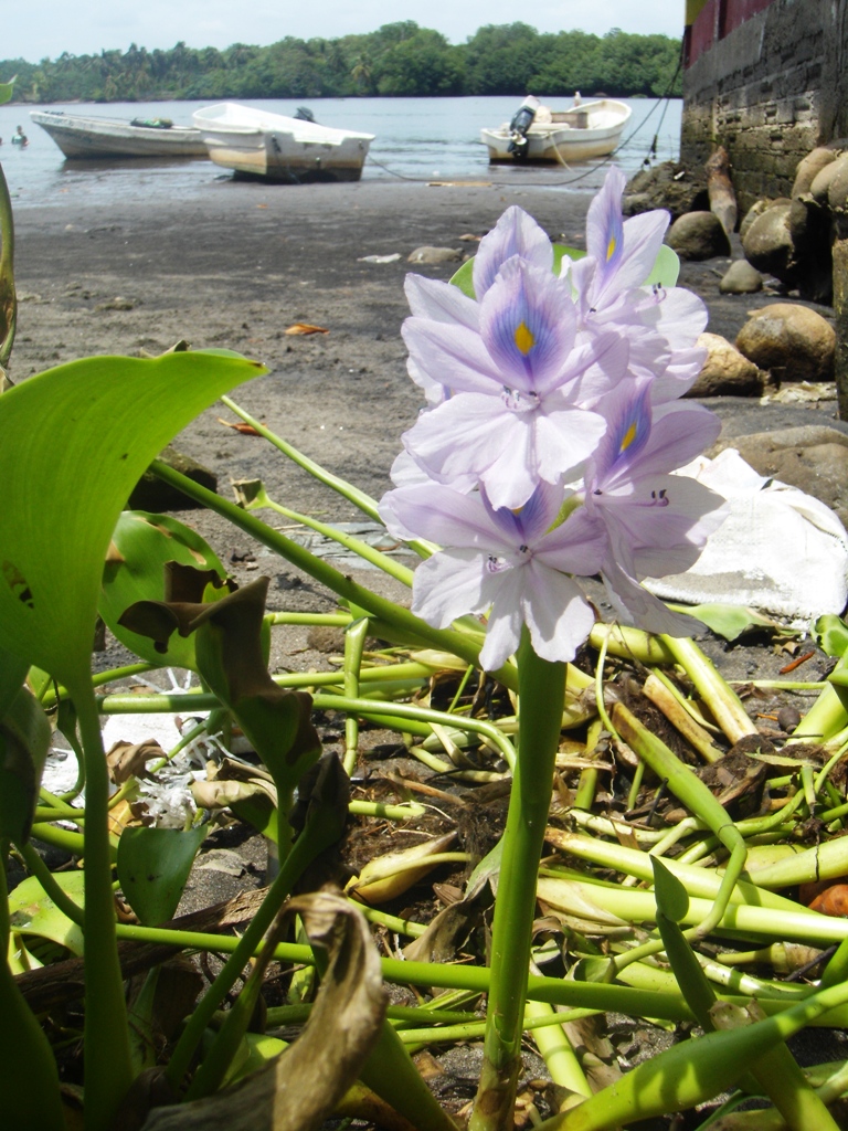 Foto: lirio acuàtico - Barra San José (Chiapas), México