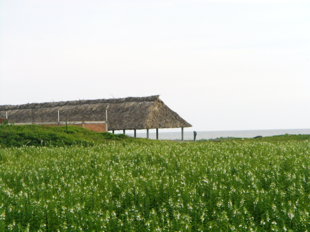 Foto de Barra San José (Chiapas), México