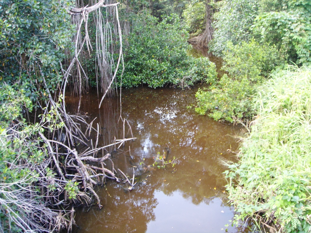 Foto de Barra San Jósé (Chiapas), México