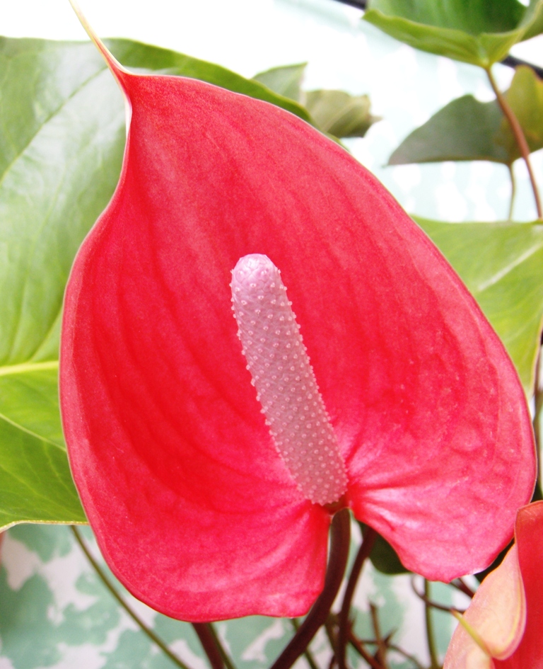 Foto: flor - Tapachula (Chiapas), México