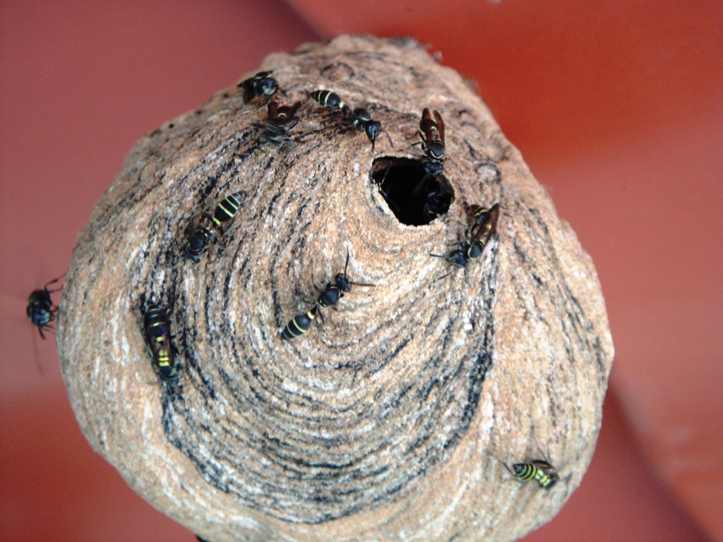 Foto: panal de avispas - Tapachula (Chiapas), México